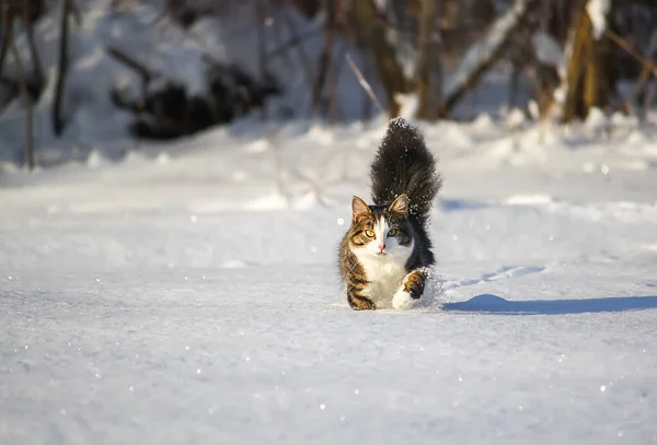 Schwarz Weiße Junge Aktive Katze Läuft Schnee — Stockfoto