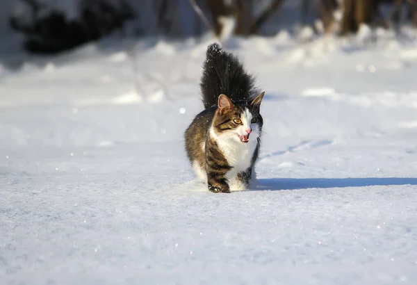 Zwart Wit Jonge Actieve Kat Wandelen Sneeuw — Stockfoto