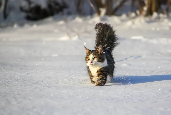 Černá Bílá Mladá Aktivní Kočka Kráčející Sněhu — Stock fotografie