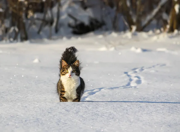 Schwarz Weiße Junge Aktive Katze Läuft Schnee — Stockfoto