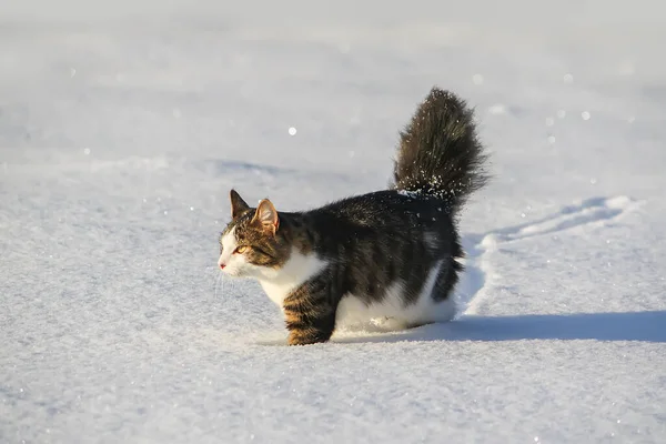 雪の中を歩く黒と白の若い活動的な猫 — ストック写真