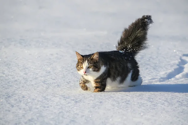 雪の中を歩く黒と白の若い活動的な猫 — ストック写真