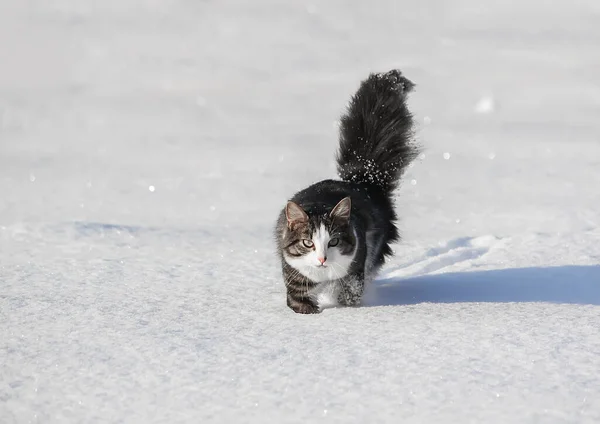 Siyah Beyaz Aktif Genç Kedi Karda Yürüyor — Stok fotoğraf