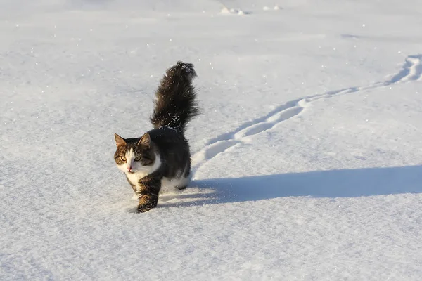 Siyah Beyaz Aktif Genç Kedi Karda Yürüyor — Stok fotoğraf