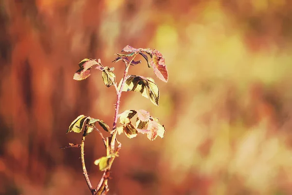 Őszi Természet Háttér Ágak Egy Dogrose Növény — Stock Fotó
