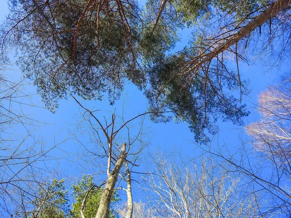 Die Baumwipfel Wald Auf Blauem Himmelshintergrund Einem Frühlingstag — Stockfoto