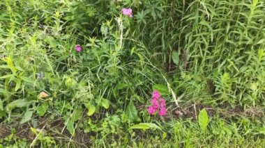 Köydeki evin yakınındaki kır bahçesindeki bitkilerin yakın çekim görüntüleri.