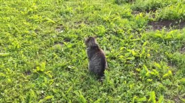 Komik yerli gri çizgili kedi dışarıda yürüyor.