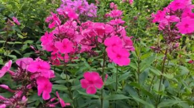 Yaz bahçesinde açan pembe fenomenler.
