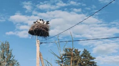 Ciconia kuşu ya da yuvadaki beyaz leylek ailesi