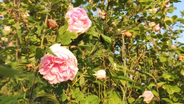 Closeup Footage Roses Countryside Garden House Village — Αρχείο Βίντεο