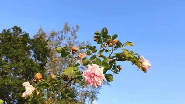 Vadrózsa Virágzó Növény Rózsaszín Virágok Nyári Kertben — Stock videók