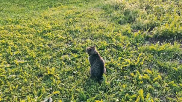 Divertido Doméstico Gris Rayas Gato Camina Aire Libre — Vídeos de Stock