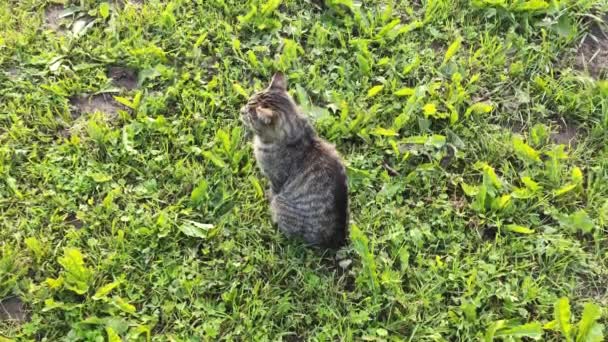 Grappig Huiselijk Grijs Gestreepte Kat Loopt Buiten — Stockvideo