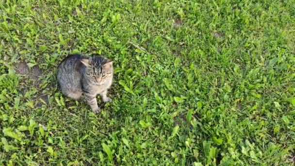 Забавная Бытовая Серая Полосатая Кошка Гуляет Улице — стоковое видео