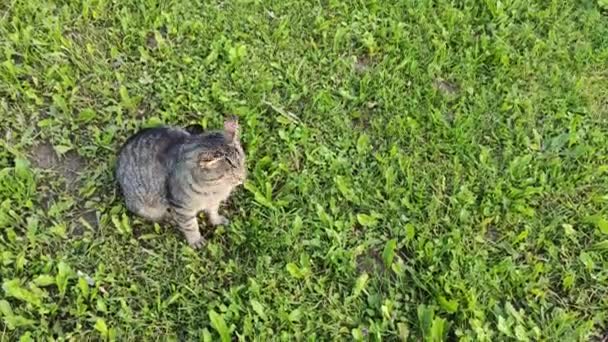 Gato Listrado Doméstico Engraçado Caminha Livre — Vídeo de Stock