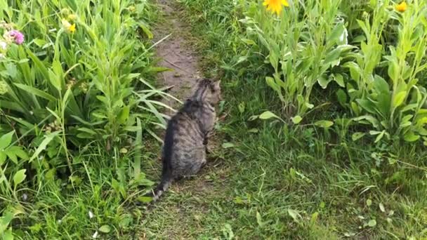 Funny Domestic Grey Striped Cat Walks Outdoors — Stock Video