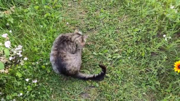 Komik Yerli Gri Çizgili Kedi Dışarıda Yürüyor — Stok video