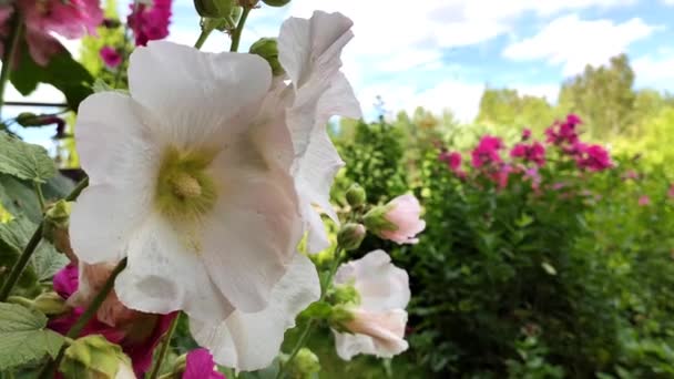 Flores Malva Rosa Jardim Verão — Vídeo de Stock