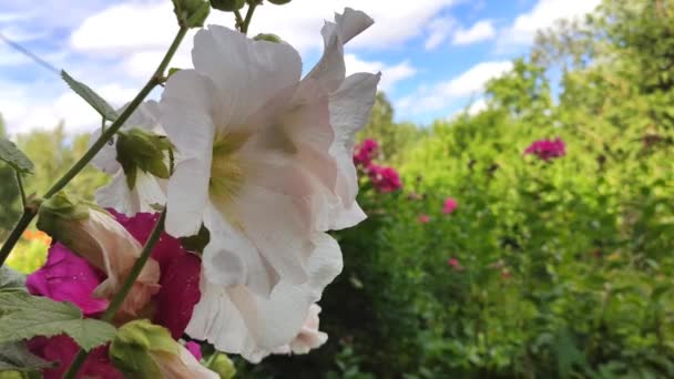 Flores Malva Rosa Jardim Verão — Vídeo de Stock