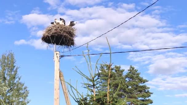 Footage Stork Birds Nest Wooden Pole — Stock Video