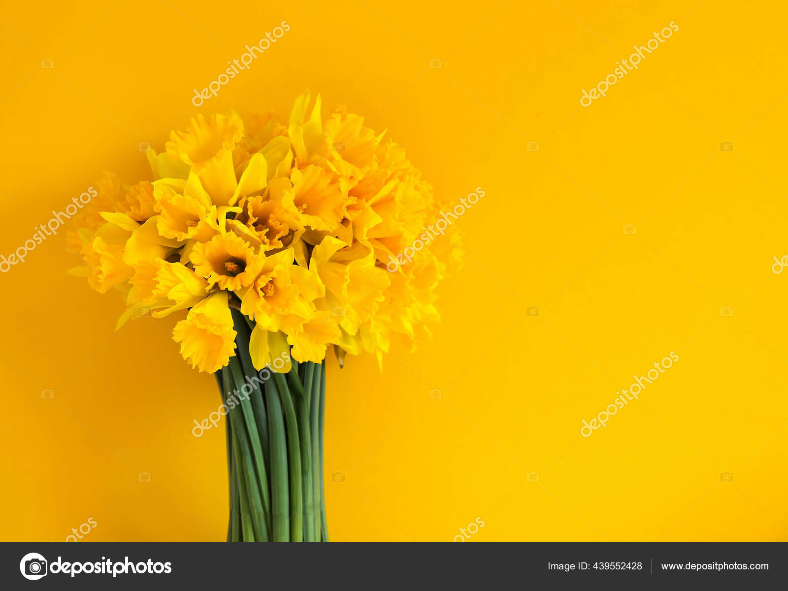 美丽的春花黄色的水仙花或水仙花背景是明亮的黄色 图库照片 C Nightlyviolet