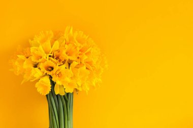 Güzel bir buket bahar sarısı narsisli çiçekler ya da parlak sarı arka planda nergisler.
