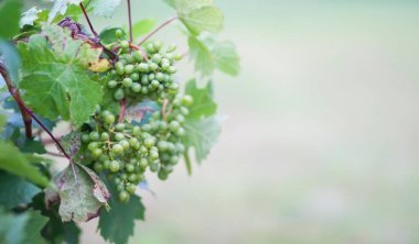 Yaz bahçesinde üzüm asması.