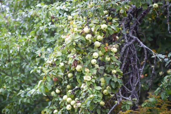 Manzanas Rojas Rama Del Árbol Jardín Verano — Foto de Stock