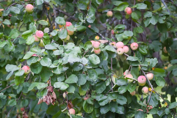 Röda Äpplen Trädgren Sommarträdgården — Stockfoto