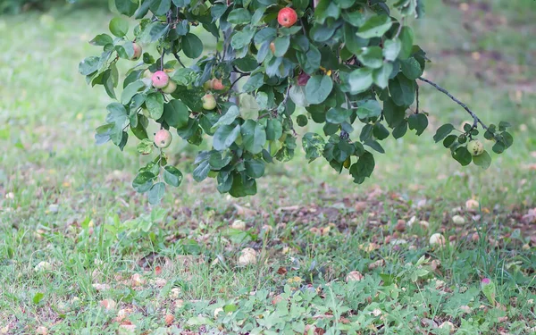 Rote Äpfel Ast Sommergarten — Stockfoto
