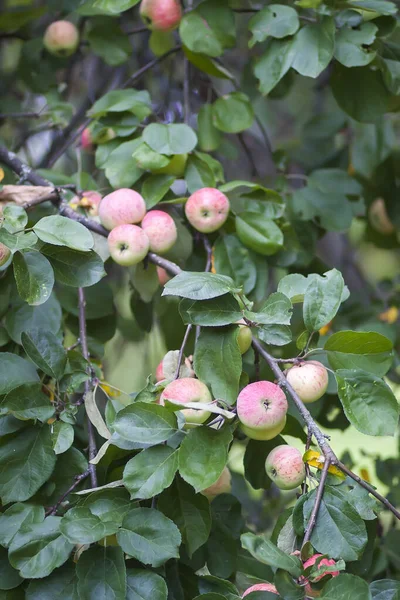 Manzanas Rojas Rama Del Árbol Jardín Verano — Foto de Stock