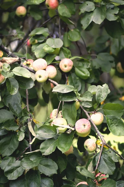 Manzanas Rojas Rama Del Árbol Jardín Verano — Foto de Stock