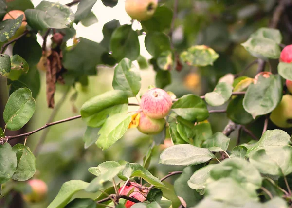 Röda Äpplen Trädgren Sommarträdgården — Stockfoto