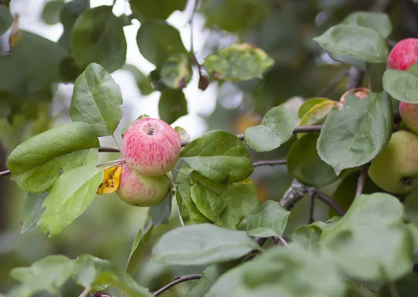 Maçãs Vermelhas Ramo Árvore Jardim Verão — Fotografia de Stock