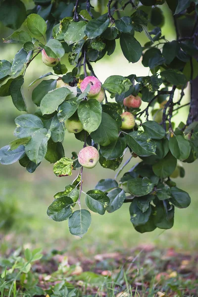 Manzanas Rojas Rama Del Árbol Jardín Verano — Foto de Stock