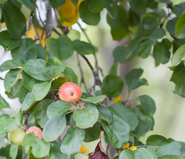 Manzanas Rojas Rama Del Árbol Jardín Verano —  Fotos de Stock