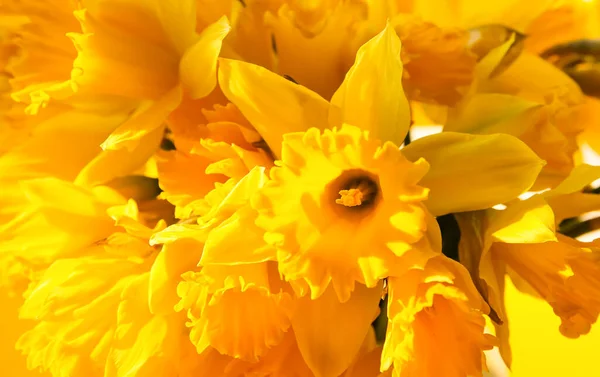 Beau Bouquet Fleurs Narcisses Jaunes Printanières Jonquilles Gros Plan — Photo