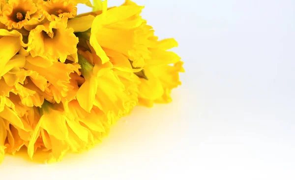 Schöne Bouquet Von Frühling Gelben Narzissenblüten Oder Narzissen Pflanzen Auf — Stockfoto