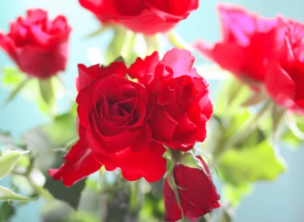 Rote Rose Blumen Auf Blauem Hintergrund — Stockfoto