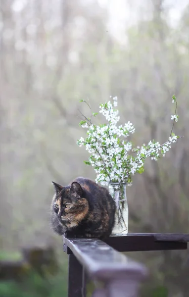 Çok Renkli Kedi Ahşap Korkulukta Oturuyor Çiçek Açmış Kiraz Ağacı — Stok fotoğraf