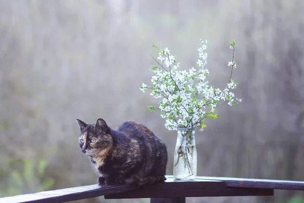 桜の枝の春の花束の近くに木製の手すりに座って多色の猫が咲きます — ストック写真