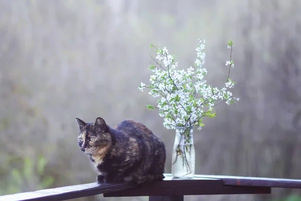 Gato Multicolor Sentado Barandilla Madera Cerca Del Ramo Primavera Ramas —  Fotos de Stock