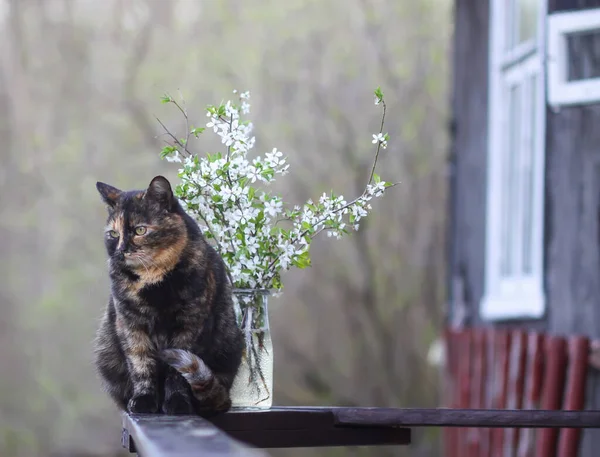 Çok Renkli Kedi Ahşap Korkulukta Oturuyor Çiçek Açmış Kiraz Ağacı — Stok fotoğraf