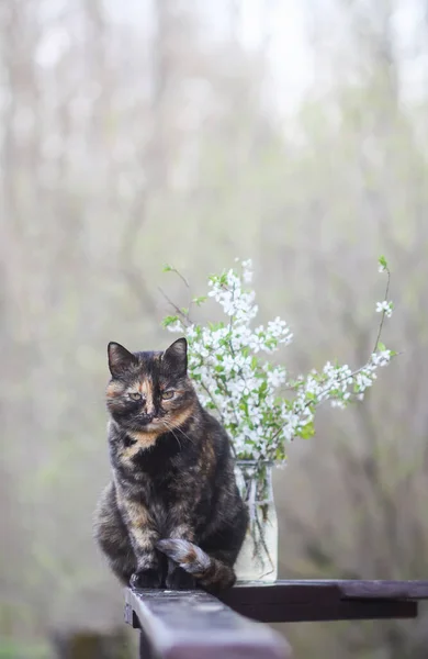 桜の枝の春の花束の近くに木製の手すりに座って多色の猫が咲きます — ストック写真