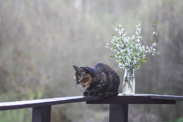 桜の枝の春の花束の近くに木製の手すりに座って多色の猫が咲きます — ストック写真