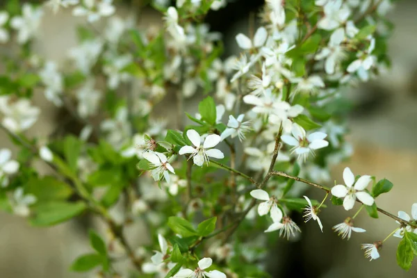 Primavera Árvore Cereja Ramos Flor Fechar Livre — Fotografia de Stock