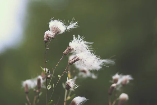 Fluffy Agrimony Plant Seed — Stock fotografie