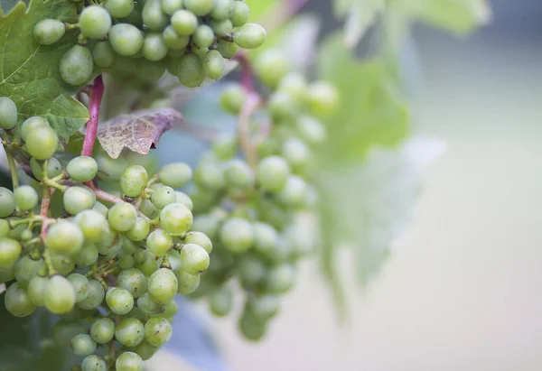 Jonge Wijnstok Zomertuin — Stockfoto