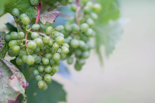 Jonge Wijnstok Zomertuin — Stockfoto